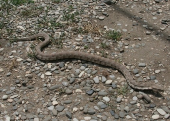 Օձին բռնելու համար մեկնել է մեկ մարտական հաշվարկ