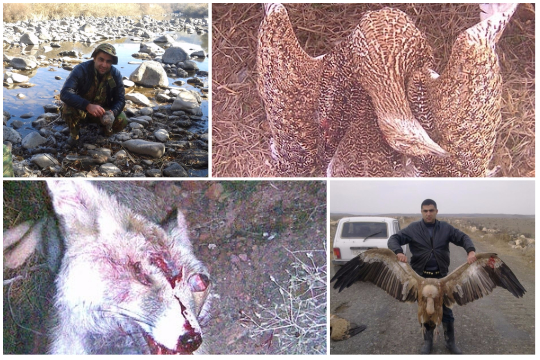 Սպիտակագլուխ անգղերի որսած անձը Շենավան համայնքի ՀՀԿ-ական ղեկավարն է. նոր մանրամասներ. Econews.am