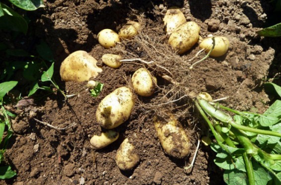 Գեղարքունիքի մարզի Լճաշեն գյուղում ցրտահարվել է կարտոֆիլի բերքի 20-30 տոկոսը