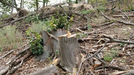 Տավուշում ապօրինի ծառահատումների փաստով հարուցվել է քրեական գործ