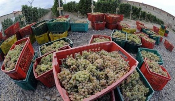 Որքան խաղող է մթերվել Տավուշի մարզում