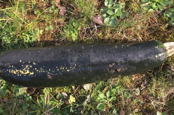 Գերմանիայում հսկայական դդմիկը շփոթել են Երկրորդ աշխարհամարտից մնացած ռումբի հետ