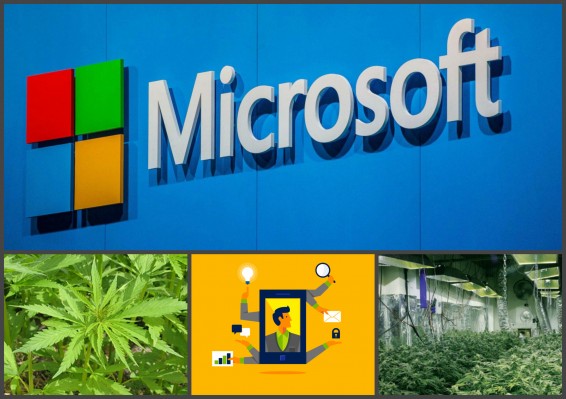 Microsoft включилась в бизнес по производству марихуаны