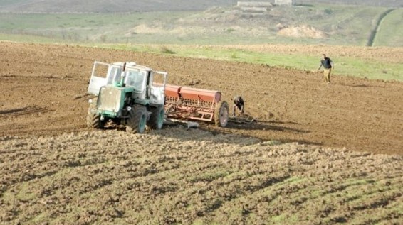 Փոխնախարար. Արցախում աշնանացանի այս տարվա ցուցանիշները գերազանցել են նախորդ տարվա արդյունքները