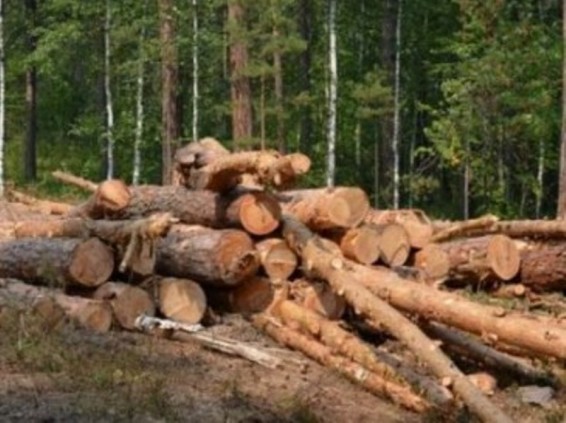 Սամցխե-Ջավախքում ապօրինի հատում են անտառները