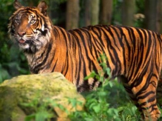 Փարիզում վագրը փախել է կրկեսից