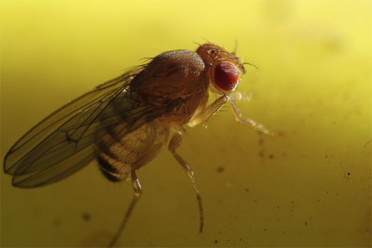 Ճանճն ավելի վտանգավոր է, քան համարվում էր նախկինում. գիտնականներ