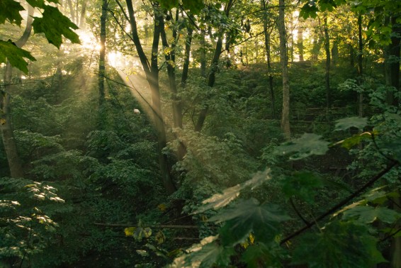 Հավանության է արժանացել նաև Անտառային ոլորտի բարեփոխումների հայեցակարգը