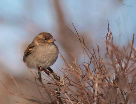 Սպասվում է առանց տեղումների եղանակ