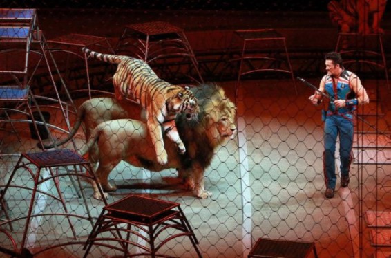 Շոտլանդիայում արգելվել են վայրի կենդանիների ելույթները կրկեսներում