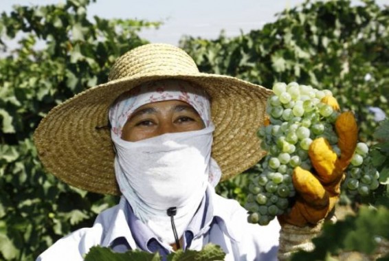 Գյուղնախարարությունը ներկայացրել է մթերման վարկերի սուբսիդավորման ծրագրին մասնակից ֆինկազմակերպությունների ցանկը