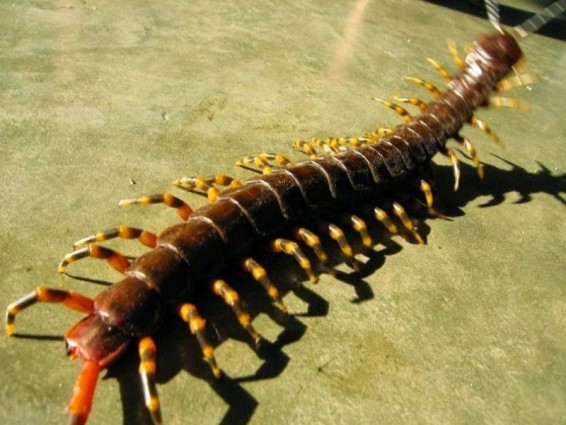 Հարավարեւելյան Ասիայում առաջին անգամ լողացող սկոլոպենդր են գտել