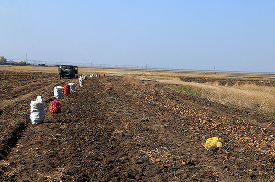 Ցրտահարության վտանգ կա. Փոխնախարարը հորդորում է այս գիշեր զգոն լինել