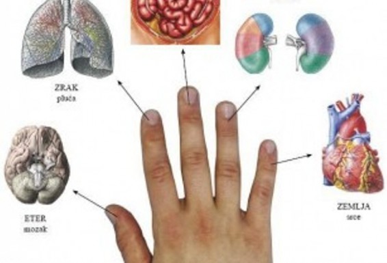 Հետաքրքիր է իմանալ. յուրաքանչյուր մատ կապված է 2 օրգանի հետ
