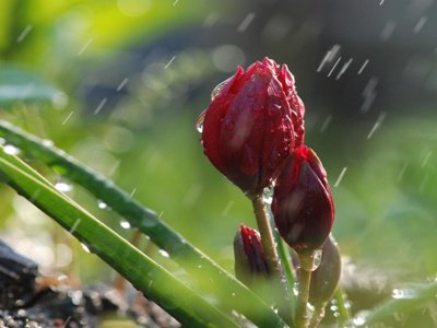 Եղանակը Հայաստանում. տեղումներ են սպասվում