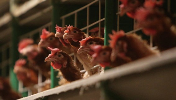 Китай начал снимать ограничения на ввоз продуктов из России