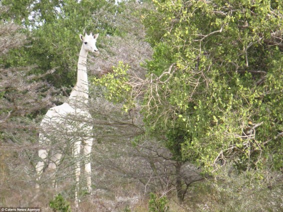 Հազվադեպ սպիտակ ընձուղտ՝ Քենիայում