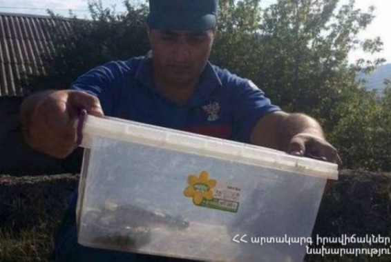 Փրկարարները հայտնաբերել են օձին և տեղափոխել անվտանգ տարածք