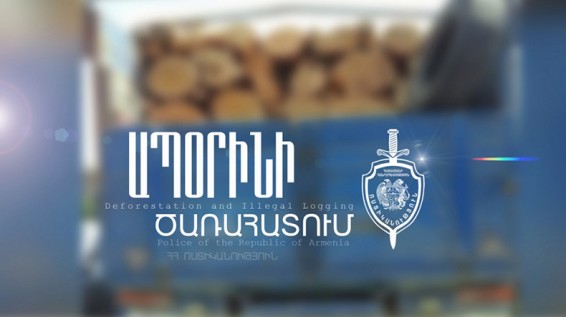 Ապօրինի ծառահատում Սպիտակում