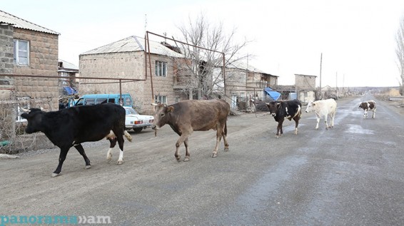 Տուժած գյուղացին հույսը կտրել է, որ գողացած անասուններին ոստիկանները կգտնեն