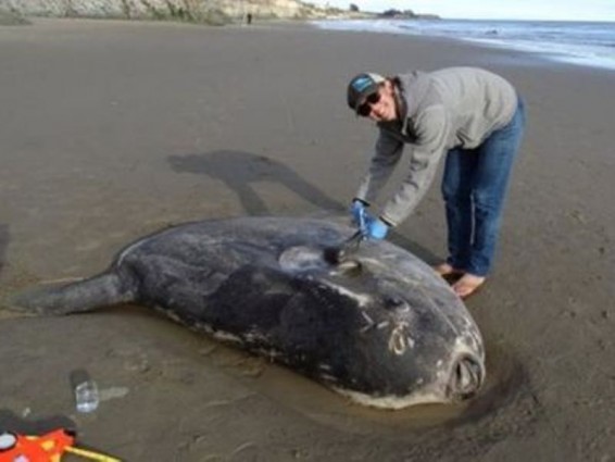 Կալիֆոռնիայի ափին հայտնաբերել են աշխարհում ամենածանր ձուկը