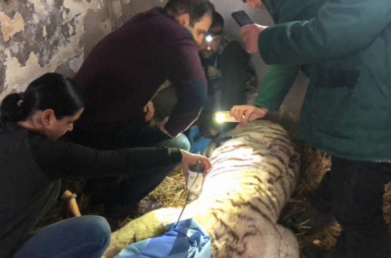 Կենդանաբանական այգու վագրերից մեկի մոտ լեյկոզ է ախտորոշվել. մշակվում է բուժման սխեմա