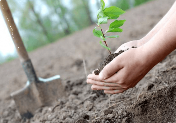 Ապրիլի 13-ին մայրաքաղաքում կանցկացվի համաքաղաքային ծառատունկ