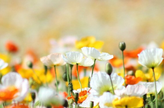 Առաջիկա 5 օրվա եղանակի կանխատեսում