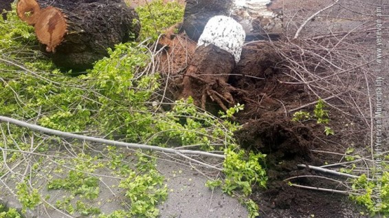 Երևանում էտվել է ավելի քան 8000 ծառ