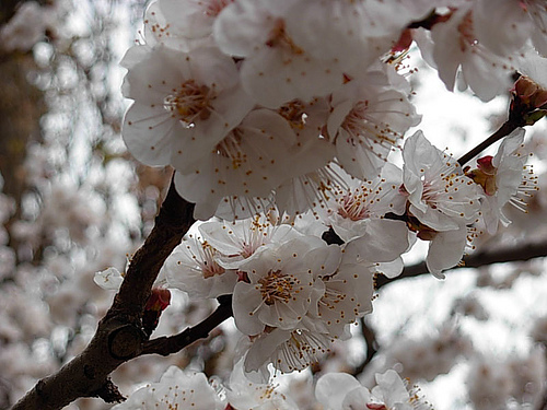 Օդի ջերմաստիճանը կբարձրանա