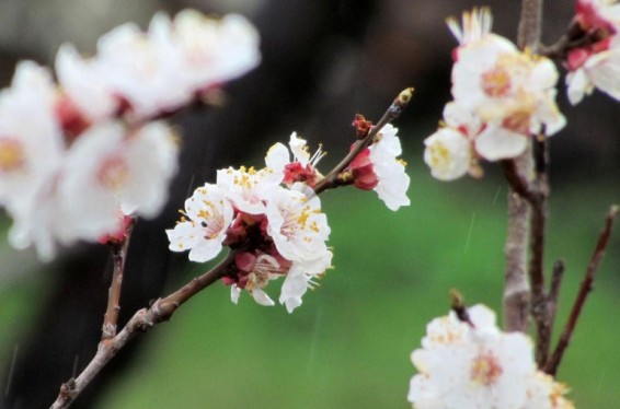 Շրջանների զգալի մասում սպասվում է կարճատև անձրև և ամպրոպ. ջերմաստիճանը կբարձրանա