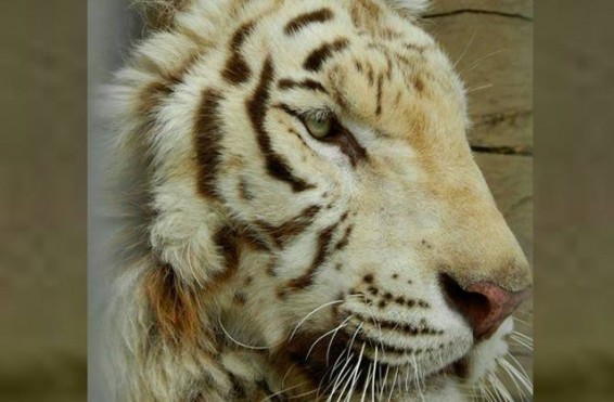 Երևանի կենդանաբանական այգում գրանցվել է քաղցկեղով հիվանդ վագրի՝ Բինգոյի բնական մահը