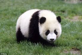 Չինաստանում ստեղծել են պանդաներին տարբերելու համակարգ