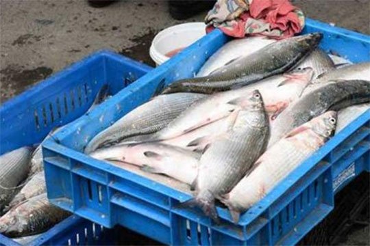 Հայաստանից արտահանված ձկան մեջ մկնդեղ է հայտնաբերվել․ ՍԱՏՄ ղեկավարը զարմացած է