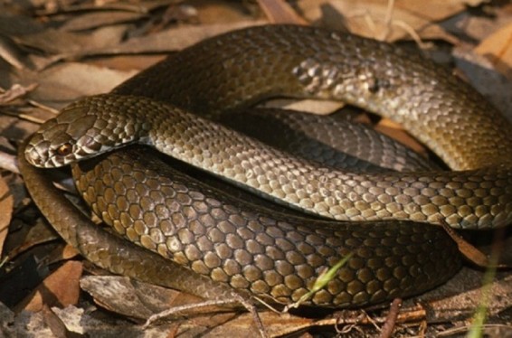 Երևանում փրկարարները սահնօձ են բռնել