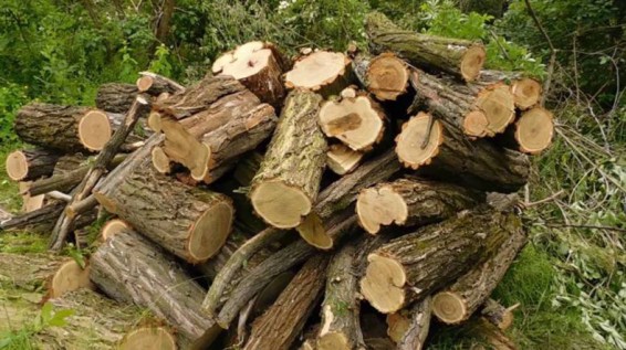 Ծառեր է հատել՝ տան ջեռուցման համար