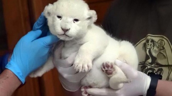 Հունգարիայի կենդանաբանական այգում սպիտակ առյուծի ձագ է ծնվել