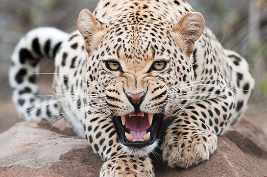 Նեպալում ընձառյուծի հարձակման հետևանքով աղջիկ է մահացել