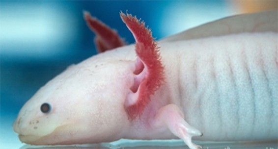 Կենսաբանները ձեռքեր եւ ոտքեր աճեցնելու միջոց են գտել