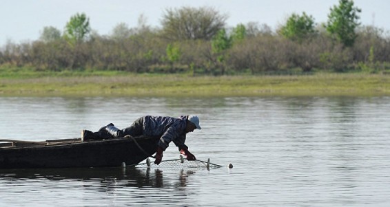 Սիգի անօրինական որսը օրինականացնելու են. թույլատրվելու է սիգ որսալ