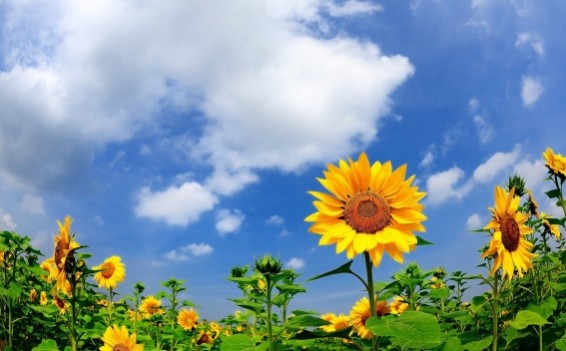 Օդի ջերմաստիճանը աստիճանաբար կնվազի 4-5 աստիճանով