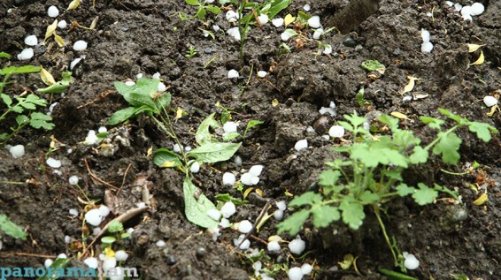 Արմավիրի Այգևան գյուղում բերքը «լրիվ ավերվել է»