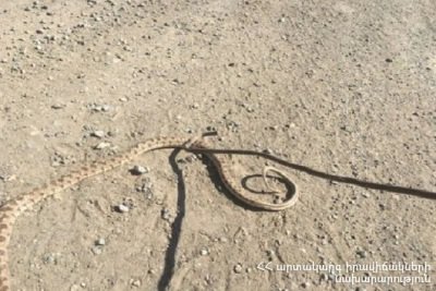 Փրկարարները մեկ օրում բռնել են 2 գյուրզա, 1 սահնօձ տեսակի օձ