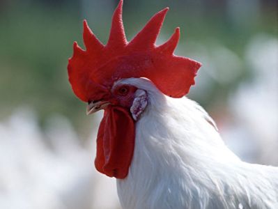 Ֆրանսիայում Մորիս անունով աքաղաղը հայտնվել է դատական ճակատամարտի կենտրոնում