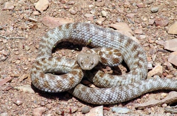 Փրկարարներն անվտանգ տարածք են տեղափոխել օձին