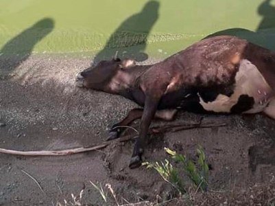 Գեղարքունիքում անկած կենդանիների մոտ որեւէ ինֆեկցիա չի հայտնաբերվել. կենդանիներն ունեցել են փքվածություն. ՍԱՏՄ