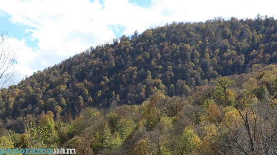 Էրեբունու անտառպետության անտառային տարածքի պատշաճ պահպանությունը չիրականացնելու հետևանքով պետությանն էական վնաս է պատճառվել