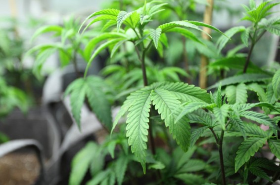 Էջմիածնի բնակիչը տնամերձ հողամասում կանեփի 58 բույս է աճեցրել