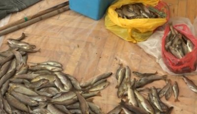 Որսագողություն Սյունիքի մարզում. հայտնաբերվել է 80 հատ՝ ընդհանուր 10 կգ կշռով կարմրախայտ և էլեկտրական սարք