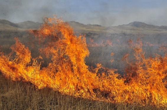 Էջմիածին-Մարգարա ճանապարհին մոտ 10 հա հնձած ցորենի արտ է այրվել